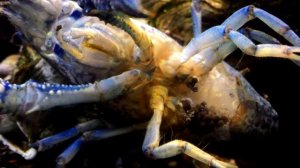 Самка рака откладывает икру.