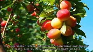 Чем обработать плодовые деревья и кустарники весной?