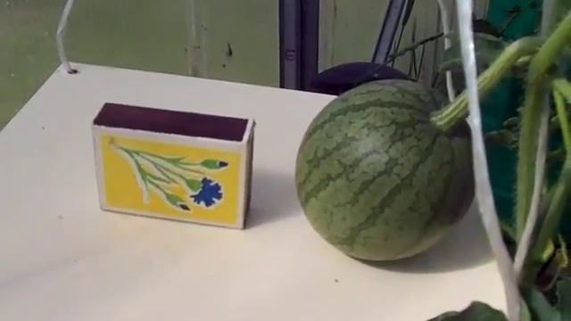 вертикальное выращивание арбузов в теплице.