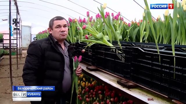 Бал цветов тюльпановые плантации распустились на Кубани к Международному женскому дню смотреть онлайн