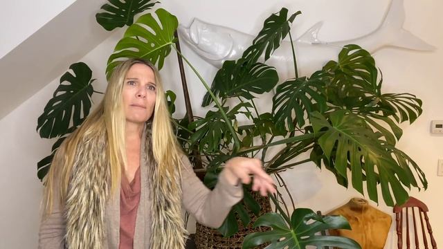 My Massive Monstera deliciosa Gets a Makeover! смотреть онлайн