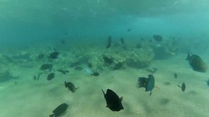 ЕГИПЕТ. EGYPT. ШАРМ ЭЛЬ ШЕЙХ. ОТЕЛЬ BARCELO TIRAN SHARM 5*, ОБЗОР ТЕРРИТОРИИ.