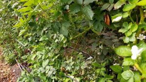 Ремонтантная ежевика в теплице, Прайм Арк Фридом и Тревелер. Краснодарский край. 8-918-010-2726