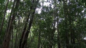 Tanjung Datu National Park, Sarawak, Malaysia