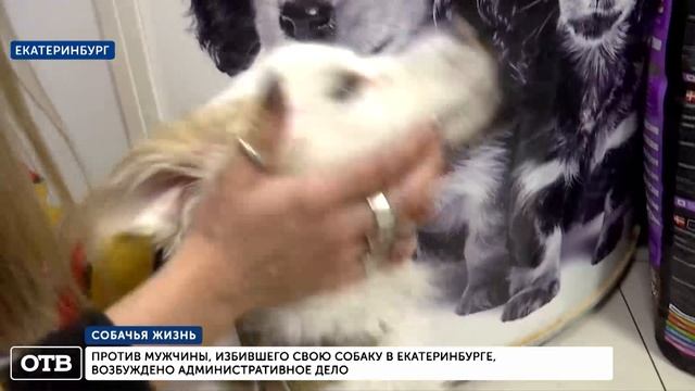 Мужчина зверски избил свою собаку смотреть онлайн