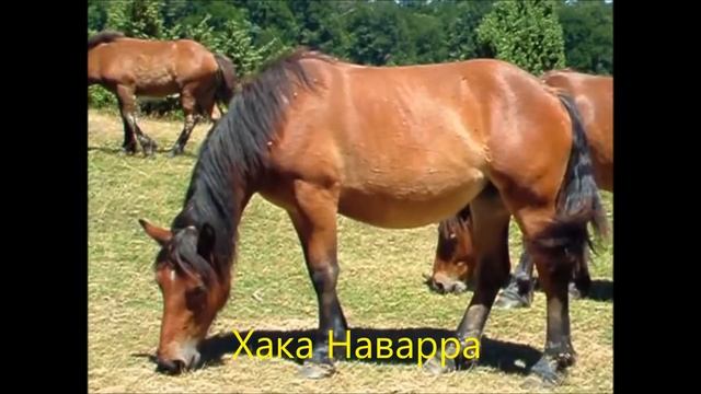 Все породы лошадей. Более 210 пород лошадей смотреть онлайн