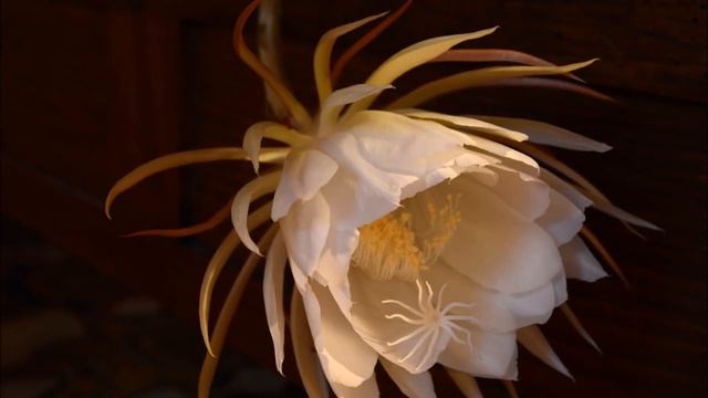 Floraison Epiphyllum - Timelapse смотреть онлайн