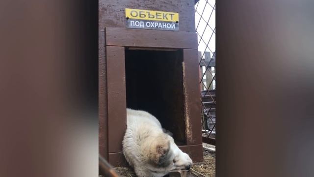 ЛУЧШАЯ ОХРАННАЯ ПОРОДА собак - АЛАБАЙ || Собака для охраны | ALABAI | SECURITY DOG | Guard dog
