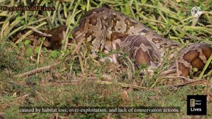 python eats big animals | Snake eats | World's Deadliest Reptiles | Most savage moments of pythons