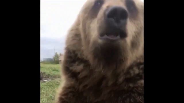 Медвежонок Вася. Bear Vasya (Школа Дом Волка. The School House Of The Wolf)
