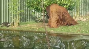 Выдры нападают на орангутана в зоопарке))