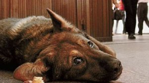 "На кольцевой".wmv