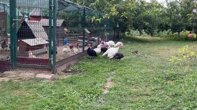 Какой вес у Индюков второй репродукции в 4 месяца