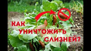 Как уничтожить слизней раз и навсегда?  Как бороться со слизнями на огороде?
