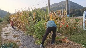 SUB) 가을걷이가 한창인 시골의 일상🌾🍁| 시골생활 | 힐링 | 브이로그 | 시골정원 | 주말농장 | vlog | Korean countryside life |