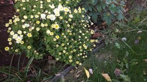 Хризантема мультифлора - посадка и уход, зимовка