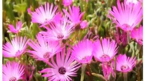 Доротеантус — род в семействе Аизовые Dorotheanthus   «цветок Доротеи»