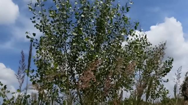 25 июля народный праздник День Прокла  Плакальщика. Народные приметы и традиции. Запреты дня.