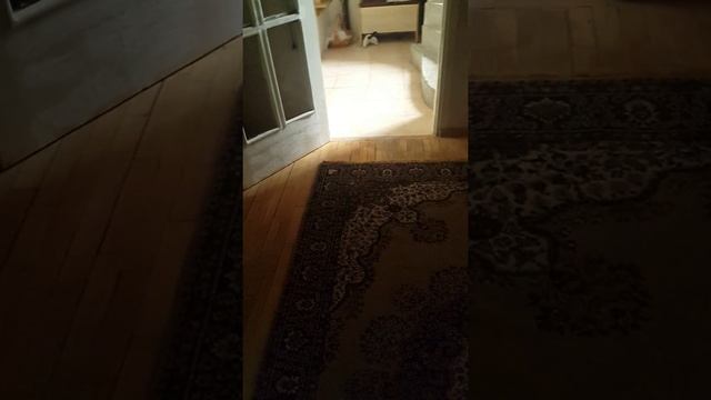 MIMI from VAN.   VANA CAT ванская кошка վանա կատու