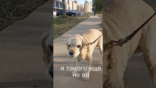 и совсем не горько