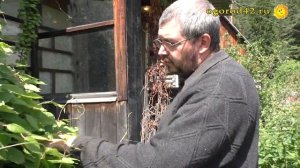 Лимонник нуждается в надежной опоре