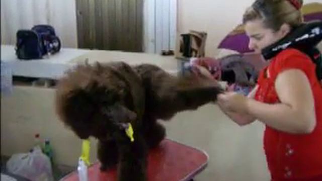 Подготовка к выставке :).AVI смотреть онлайн