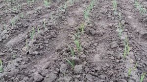 Яровой (весенний) чеснок на 12 апреля. Вносим вторую часть нормы азота. Озимый лук севок.