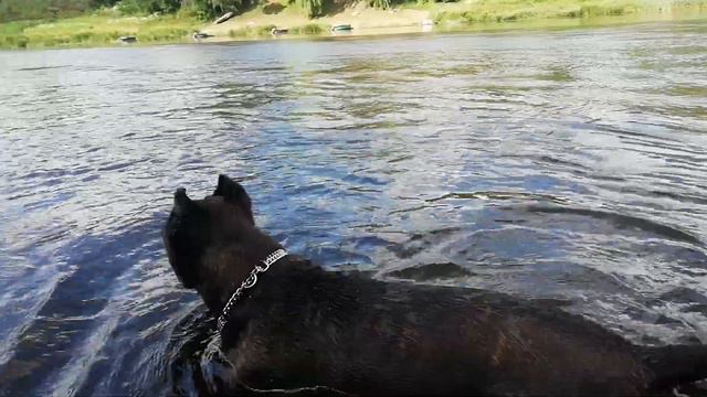 Питомник кане корсо ELITE LEGION, Республика Беларусь смотреть онлайн