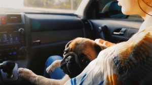 Международная перевозка кошек и собак. Мы создали лучший сервис для кошек и собак.