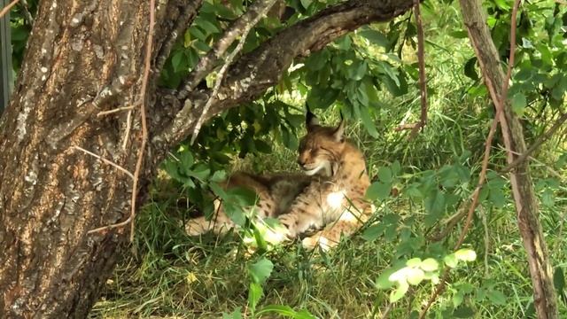 Шикарная кошка Рысь в парке Тайган смотреть онлайн