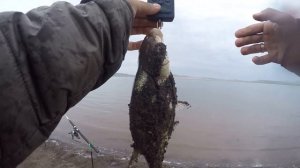 СТАДО ГОЛОДНОГО МОРСКОГО ЛЕЩА .ПОПАЛИ НА ЖОР КРУПНОГО ЛЕЩА.РЫБАЛКА НА ФИДЕР.ЗАЛИВ САРАГАШ