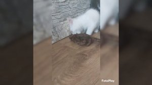 fotoPlay_20221016152552.mp4