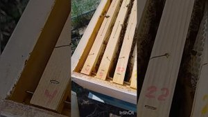 Итальянская пчела лигустика. Какая она? Основная семья и апрельский отводок. Рим 2 июня 2023