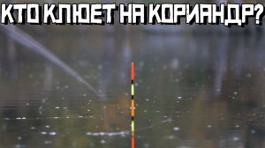 НАСЫПАЛ КОРИАНДР в воду и ОНО... Топит поплавок СХОДУ! Это карась? Или плотва?