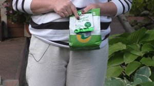 КАК ЗАСТАВИТЬ РОЗУ ЦВЕСТИ ВСЕ ЛЕТО!!