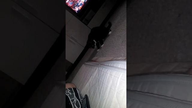 Кот vs матрас смотреть онлайн