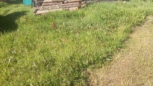 Грибы ягоды, ответ на вопрос.