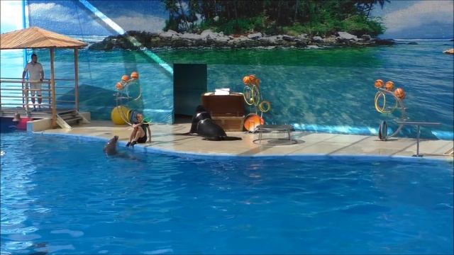 #77 Анапский дельфинарий НЕМО. Выступление морского льва Татама.