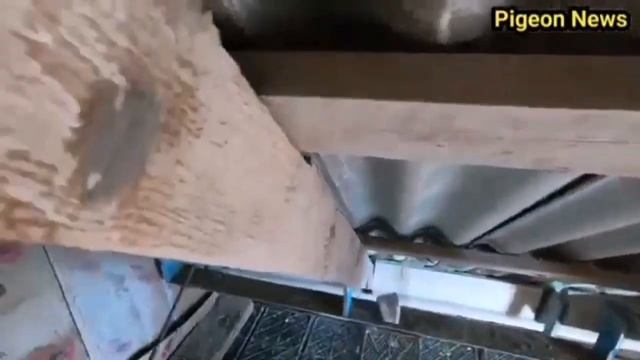 ??️ // ГОЛУБИ // ?️? ЭФФЕКТИВНЫЙ СПОСОБ ОБРАБОТКИ ГОЛУБЯТНИ. 25.05.2020.г. смотреть онлайн