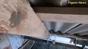 ??️ // ГОЛУБИ // ?️? ЭФФЕКТИВНЫЙ СПОСОБ ОБРАБОТКИ ГОЛУБЯТНИ. 25.05.2020.г.