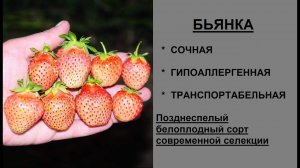 БЬЯНКА белоплодный сорт клубники современной селекции