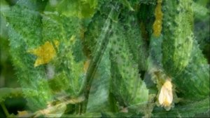 Горькие огурцы - Что делать, чтобы они не горчили - народные рецепты