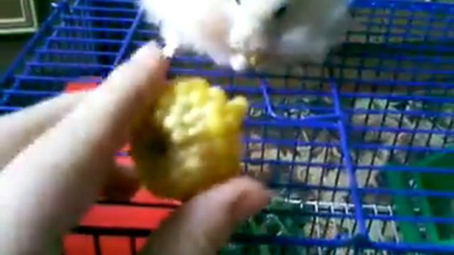 хомячок кушает) смотреть онлайн