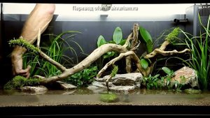 Дизайн аквариума на 180 литров от Tropica