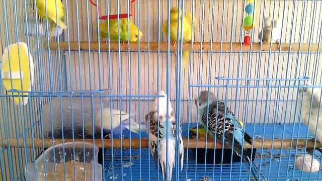 Купание волнистых попугаев (16 марта 2018 г.) смотреть онлайн