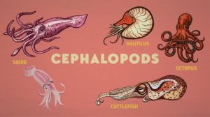 Как Колеоиды утратили раковину (How the Squid Lost Its Shell)