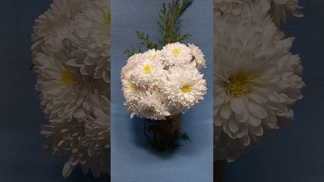 Снежные хризантемы ?  #хризантемы #chrysanthemumflower