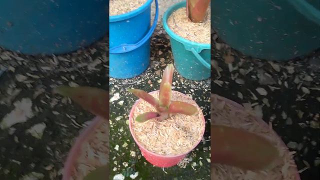 бромелия растение смотреть онлайн