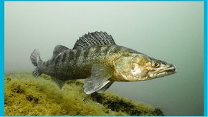 015,Рыбалка 11.mp4