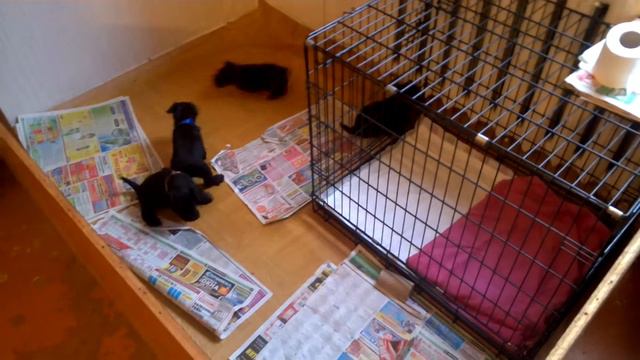 Наши щенки, маленькие цвергшнауцеры смотреть онлайн